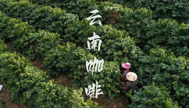 彩云之南的馥郁传奇开元棋牌云南咖啡：(图22)