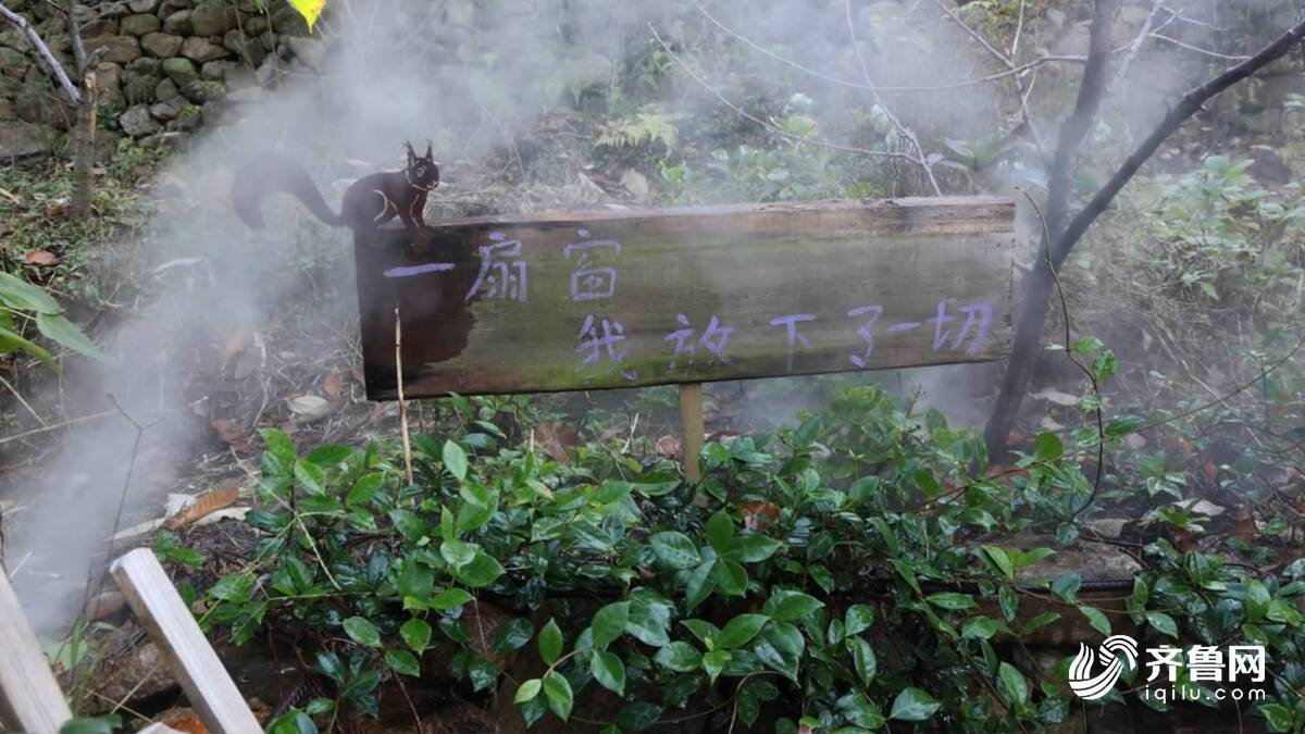 莲｜一杯咖啡漫品山野时光开元棋牌向新逐绿 锦绣五(图3)